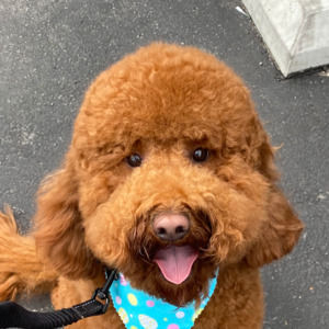 Meet your Posher, David